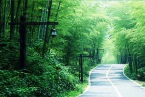 清新绿色背景图