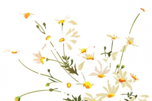 手绘小雏菊