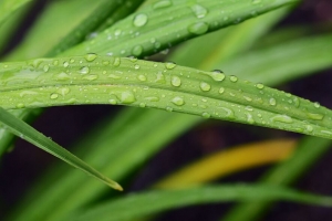 叶子 草 雨 滴 宏观 4k壁纸 3840x2160