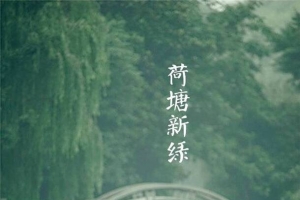 析绿色荷塘中国风景