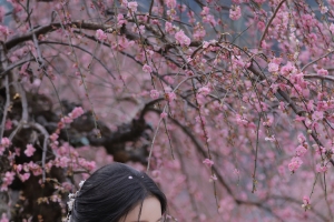 古风美女 樱花 刘些宁 4K高清手机壁纸图片