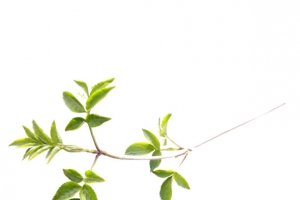 一枝小清新的树枝