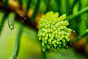 传统二十四节气雨水背景模板