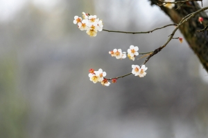 春韵春天风景树枝小花高清壁纸 2880x1800分辨率免费下载