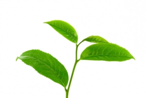 嫩茶免抠素材