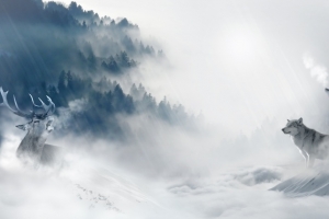 梦幻山峰云海狼平面广告