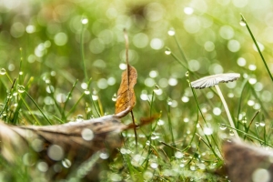 草 滴 水 雨 散焦 宏观 4k壁纸 3840x2160