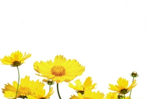 黄色雏菊