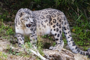  irbis 爪子 捕食者 大猫 树枝 4k壁纸 3840x2160