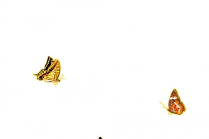 高清蝴蝶PNG透明图与PSD动物装饰素材 免费下载折页海报设计必备