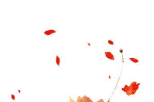漂浮水墨红色莲花