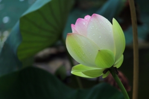 绽放 雨后 荷花 4K壁纸