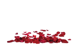 玫瑰花瓣