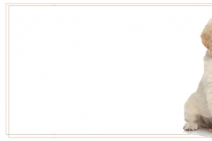 萌宠简约白色banner