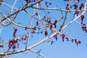 树枝 芽 春天 天空 宏观 4k壁纸 3840x2160
