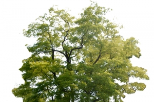 国槐高清PNG透明免扣动植物植物设计素材免费下载