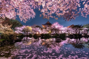 樱花，寺庙，花园