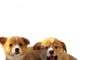 两只小狗高清PNG透明图片-动物设计素材免费下载