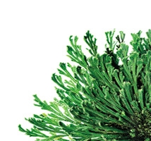 绿色高清植物海藻
