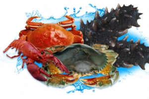 新鲜的海产品海洋生物
