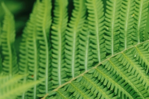 绿色护眼蕨类植物5120x1600超宽屏高清双屏壁纸免费下载