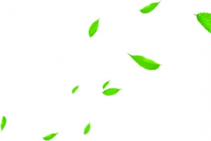 飘扬海报夏日绿色植物树叶