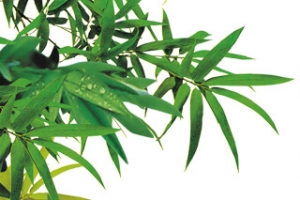 创意合成绿色的竹子效果