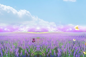 薰衣草背景