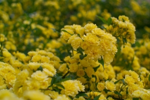 黄色玫瑰花4K壁纸