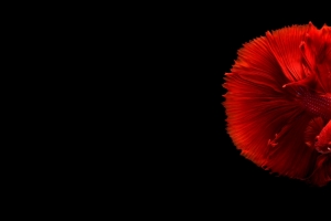 红色金鱼3440x1440壁纸
