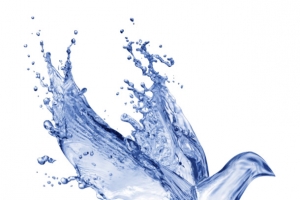 水鸽子特效高清免抠PNG透明装饰元素动物设计素材免费下载