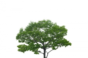 小杨梅树