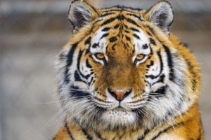 老虎 爪子 一瞥 捕食者 大猫 动物 4k壁纸 3840x2160