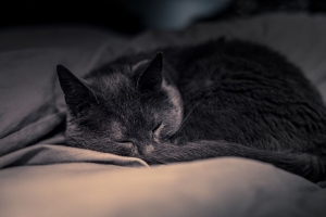 猫 宠物 睡眠 可爱 蓬松的 4k壁纸 3840x2160