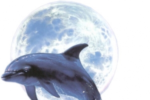 海豚