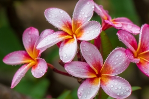 鸡蛋花4K壁纸