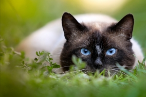 猫,绿色草地,蓝色眼睛的猫4K壁纸
