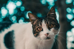猫 枪口 外观 眩光 模糊 4k壁纸 3840x2160
