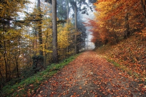 秋天 路径 树叶 4k壁纸 3840x2160