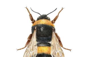 手绘蜜蜂高清PNG透明图片-动植物动物设计素材免费下载