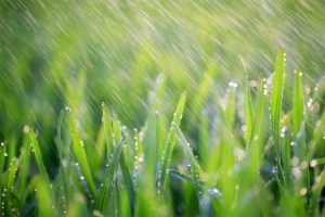 雨中绿叶郁郁葱葱