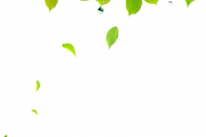 春天树叶漂浮美景设计