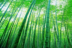 清新竹林