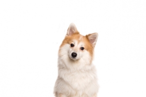 狗狗宠物PNG