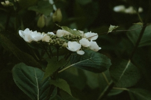 茉莉花 花 开花 灌木 植物 4k壁纸 3840x2160