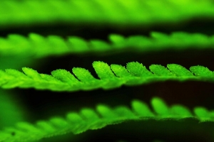 树叶 绿色 植物 模糊 宏观 4k壁纸 3840x2160