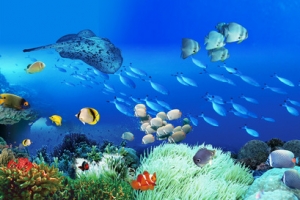 海底世界背景