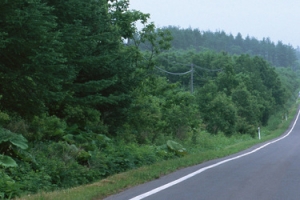 森林道路背景
