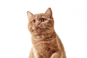 可爱的猫咪