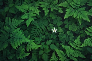 三叶草小白花蕨类植物护眼4K风景高清壁纸3840x2160免费下载